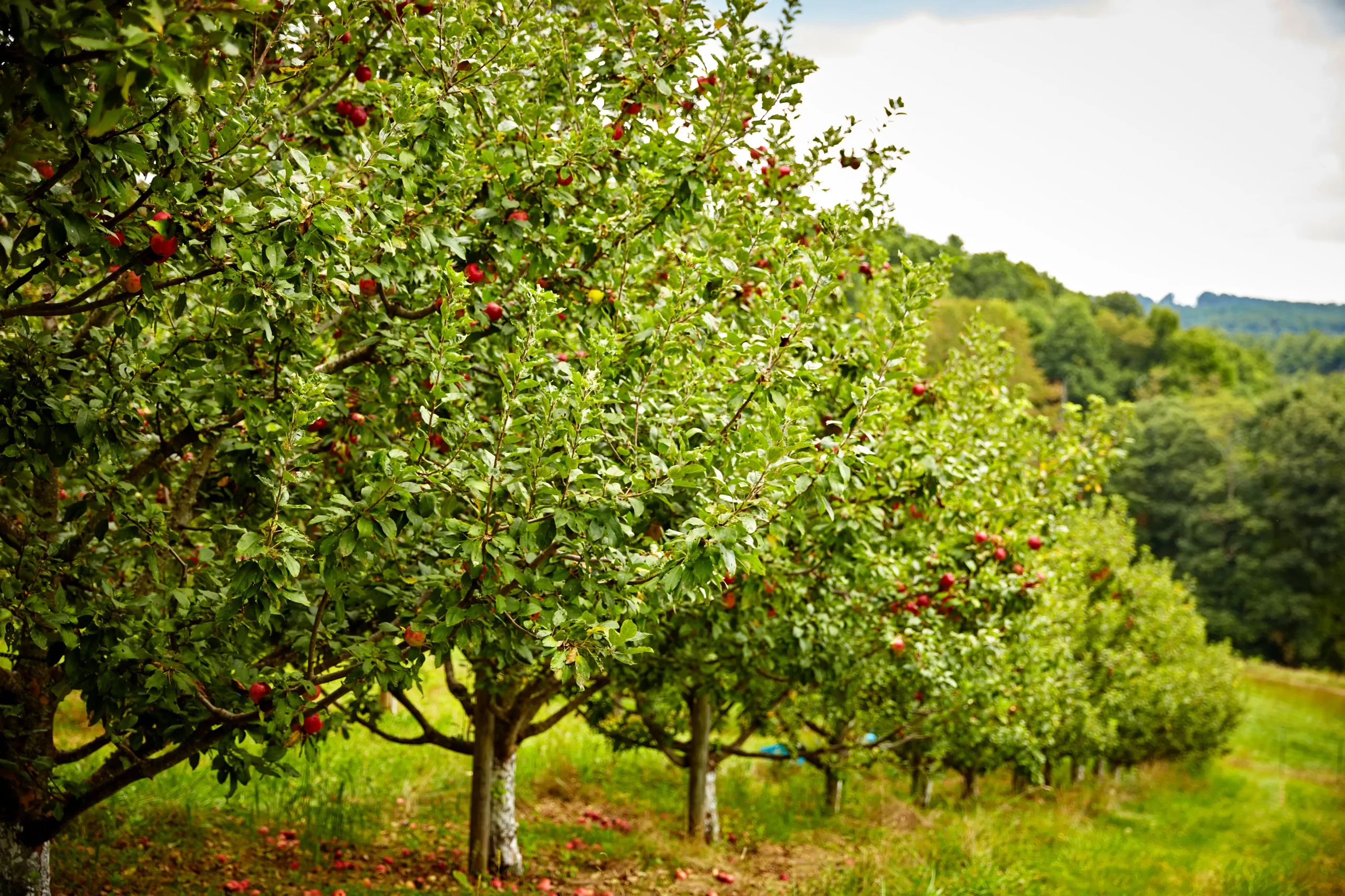 Fruit trees planted around the village